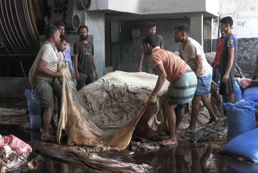 সাভারের চামড়াশিল্প নগরীর একটি ট্যানারিতে কোরবানির পশুর কাঁচা চামড়ায় লবণ মেশাচ্ছেন শ্রমিকেরা