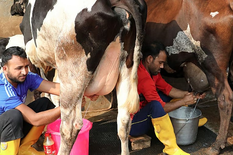 বাংলাদেশের দুগ্ধশিল্পের একটি বড় সমস্যা হলো দুধ উৎপাদন বাড়লেও অনেক সময় খামারিরা ন্যায্যমূল্য পান না।