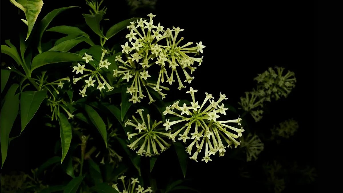 হাসনাহেনার গন্ধে কি সত্যিই সাপ আসে