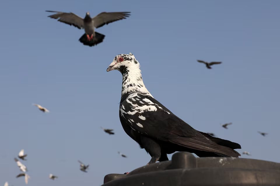 কবুতর
