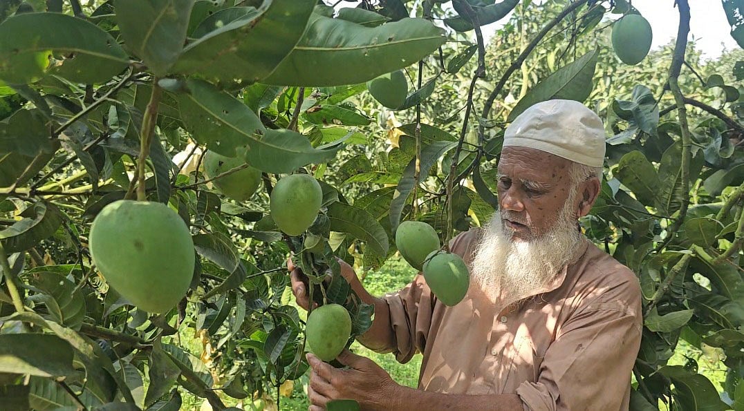 আমচাষি লুৎফর রহমান তাঁর বাগানের হাঁড়িভাঙা আম দেখাচ্ছেন। বুধবার সকালে রংপুরের মিঠাপুকুর উপজেলার তেকানী গ্রামে