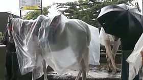 ঠান্ডা থেকে বাঁচতে ঘোড়াগুলোর গায়ে রেইনকোট, শিমলায় ব্যতিক্রমী আয়োজন