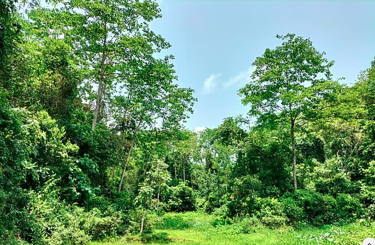 সরকার ২৫ কোটি গাছ লাগানোর কর্মসূচি হাতে নিয়েছে