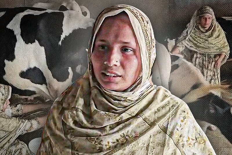 দুই বকনা বাছুর থেকে ১৮ গরুর খামার, হার মানেননি নাজমিন