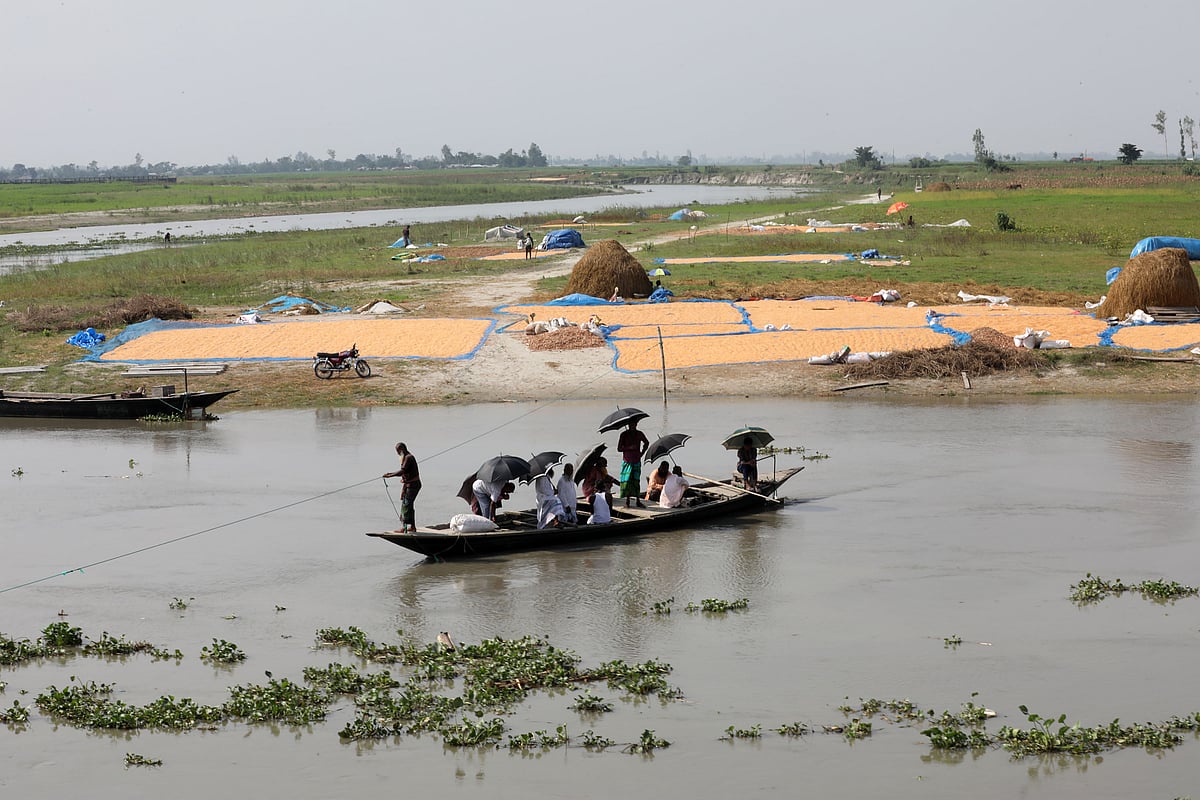 ভুট্টা শুকাতে ব্যস্ততা