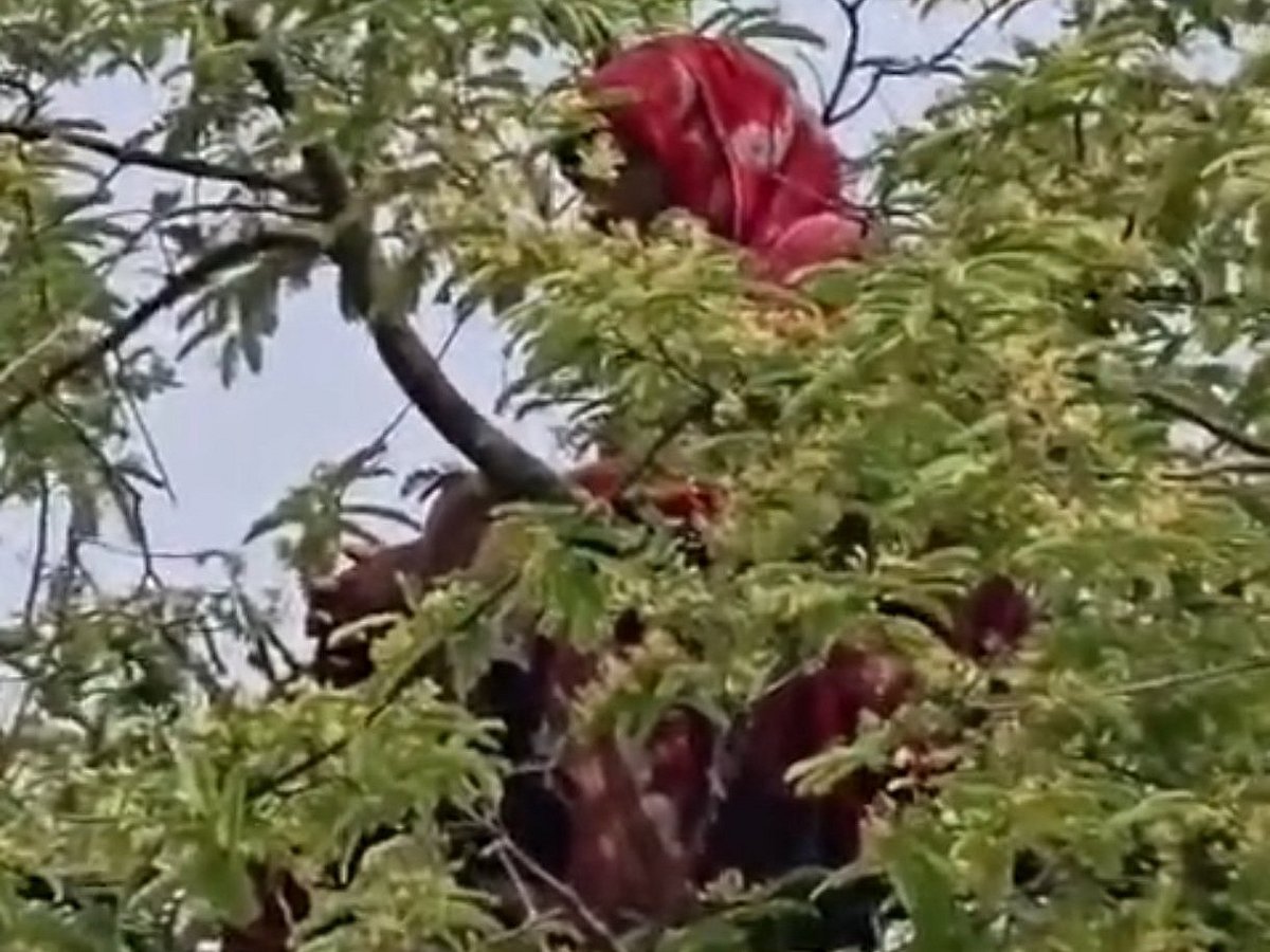 এক মাসের ব্যবধানে আবারও গাছের মগডালে কুড়িগ্রামের উলিপুরের সাজেদা বেগম। সোমবার সকালে