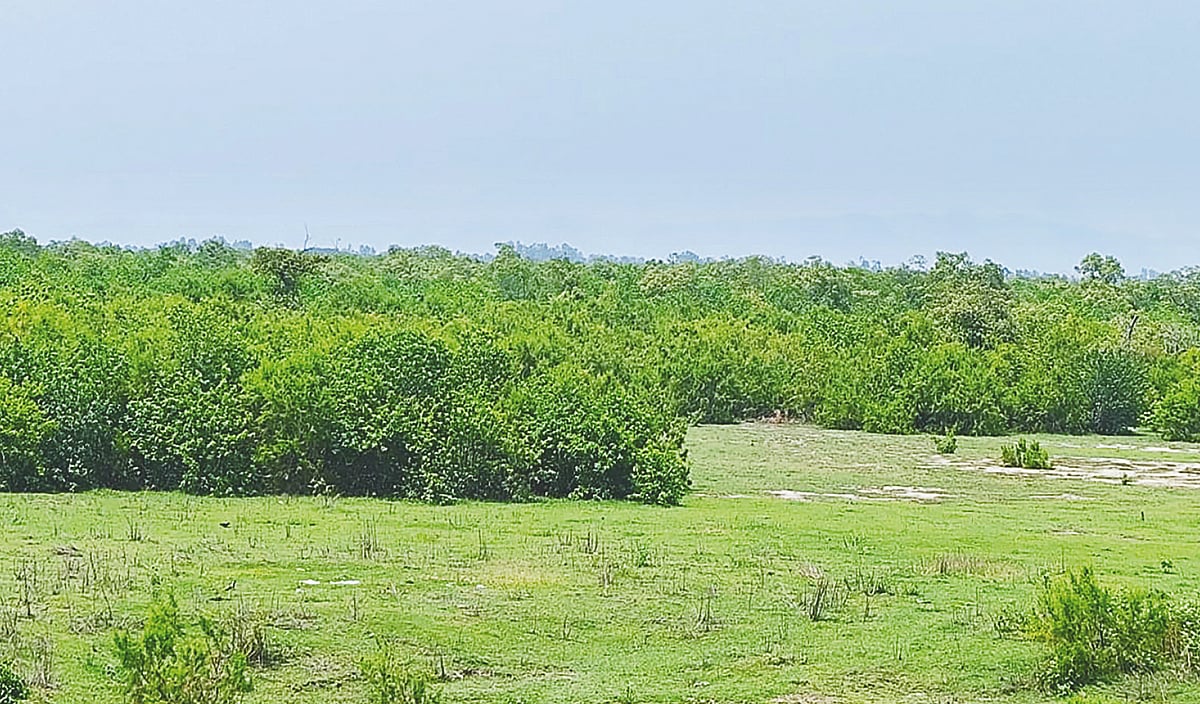 শিল্পের জন্য কেটে ফেলা গাছের গোড়া থেকে নতুন বন