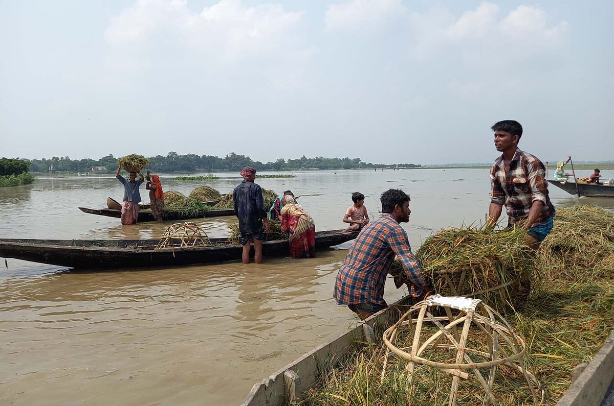 সুনামগঞ্জের হাওরে অতিবৃষ্টি ও পাহাড়ি ঢলে ডুবে যাওয়া ধান তোলার চেষ্টা করছেন কিষান–কিষানিরা। সম্প্রতি সুনামগঞ্জের জামালগঞ্জ উপজেলার হালির হাওরে