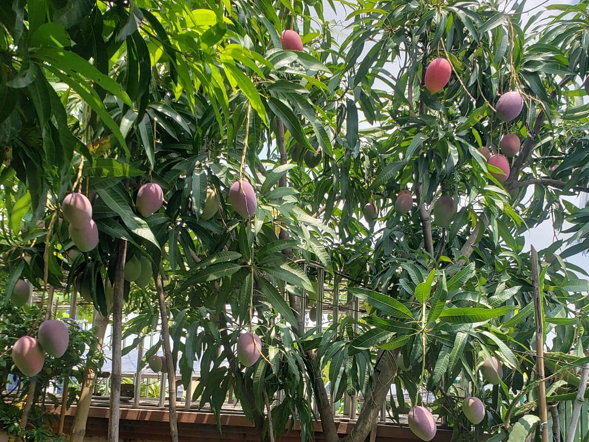 আসমা কাদিরের ছাদবাগানে মিয়াজাকি আম