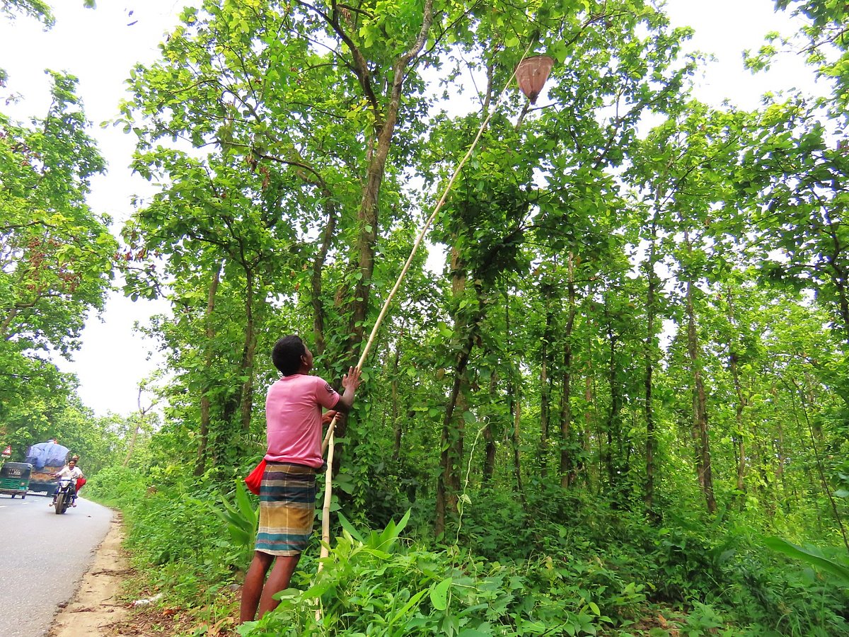 গজারি বন থেকে পিঁপড়ার ডিম সংগ্রহ করেন স্বপন, মাসে আয় ৩০ হাজার টাকা