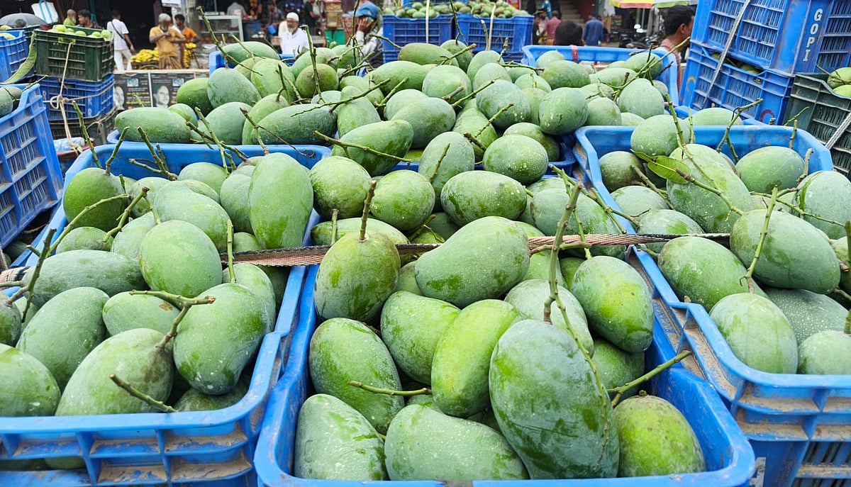 বিক্রির জন্য ভ্যানভর্তি আম নিয়ে অপেক্ষা করছেন চাষিরা। গতকাল দুপুরে নওগাঁর সাপাহার বাজারে