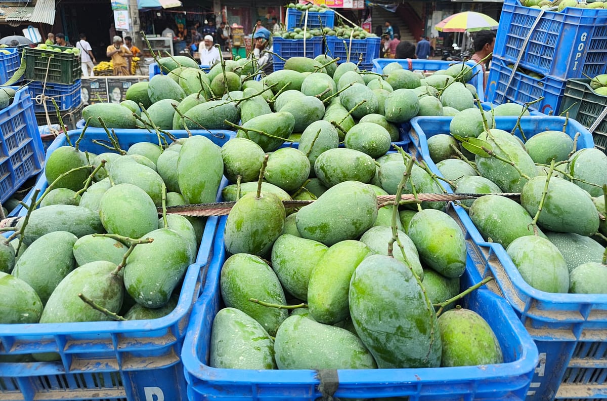 আমের টক বা মিষ্টি স্বাদ তৈরি হয় কীভাবে
