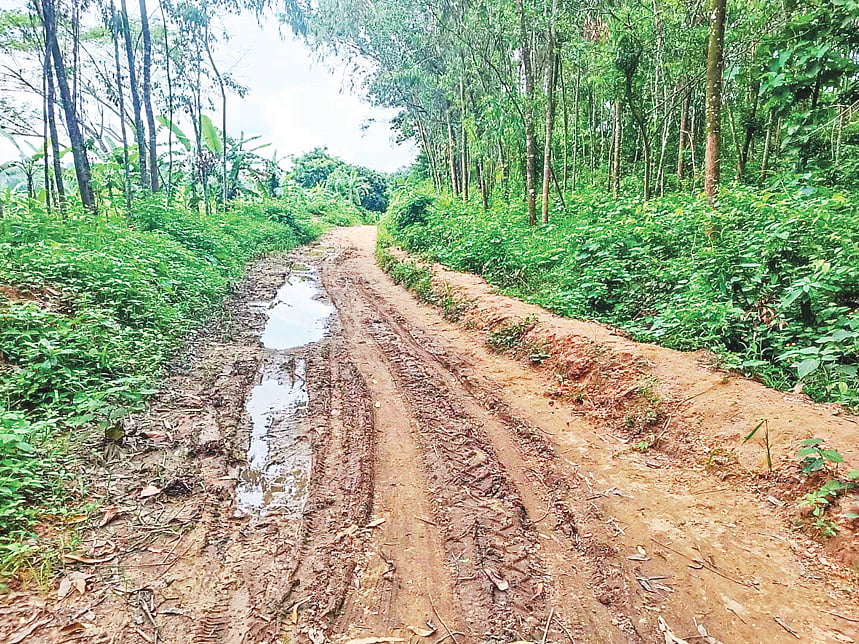 সাতকানিয়ায় বন কেটে সড়ক 