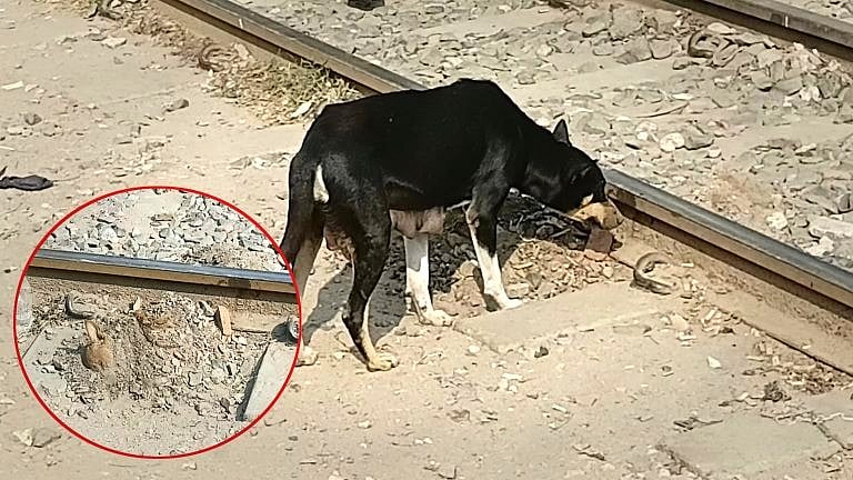মাতৃত্বের বেদনা, না বলেও কত কিছু বুঝিয়ে দিল কুকুরটি