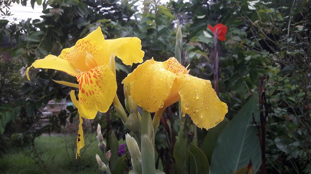 ‘প্রবীণাঙ্গনে’ বসেছে রূপবতী ফুলদের জলসা