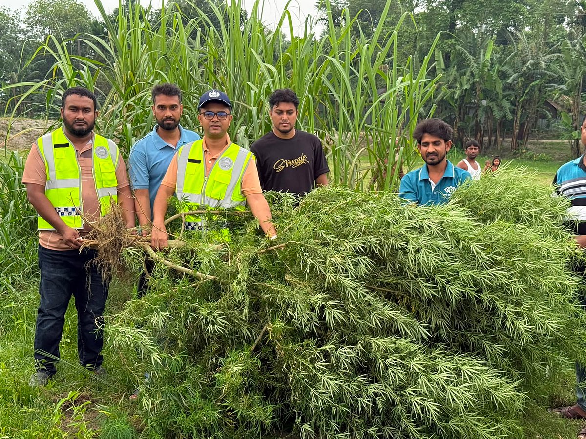কুড়িগ্রামে মরিচখেতে গাঁজাগাছ, কৃষকের বিরুদ্ধে মামলার প্রস্তুতি নিচ্ছে পুলিশ। শনিবার দুপুরে ভূরুঙ্গামারী উপজেলার তিলাই ইউনিয়নে