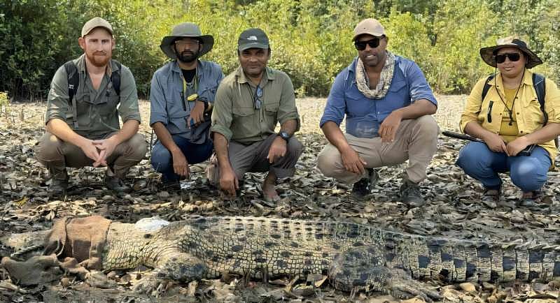 সুন্দরবনে লোনাপানির বুনো কুমিরের সংখ্যা আসলে কত
