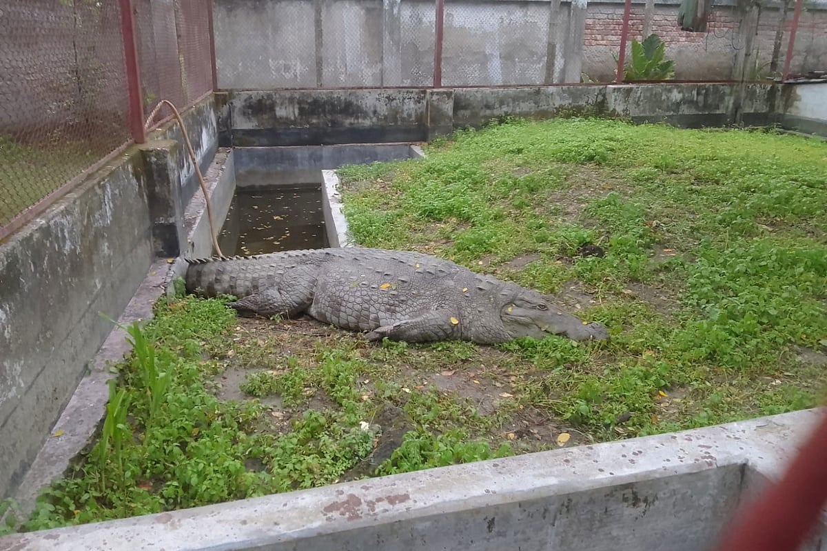 প্রশাসনের সহযোগিতায় বন বিভাগ বাগেরহাটের খানজাহান আলী (রহ.)-এর মাজারের দিঘি থেকে কুমিরটিকে উদ্ধার করে খুলনার বন্য প্রাণী উদ্ধার ও পুনর্বাসন কেন্দ্রে নিয়ে আসে। এর পর থেকে সেটি বন বিভাগের তত্ত্বাবধানে আছে