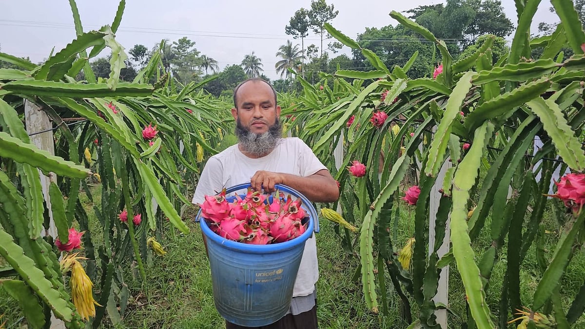 ১৬ বছরের প্রবাসজীবন শেষে ড্রাগন চাষ, শুরুতে বাজিমাত জাফর সাদেকের
