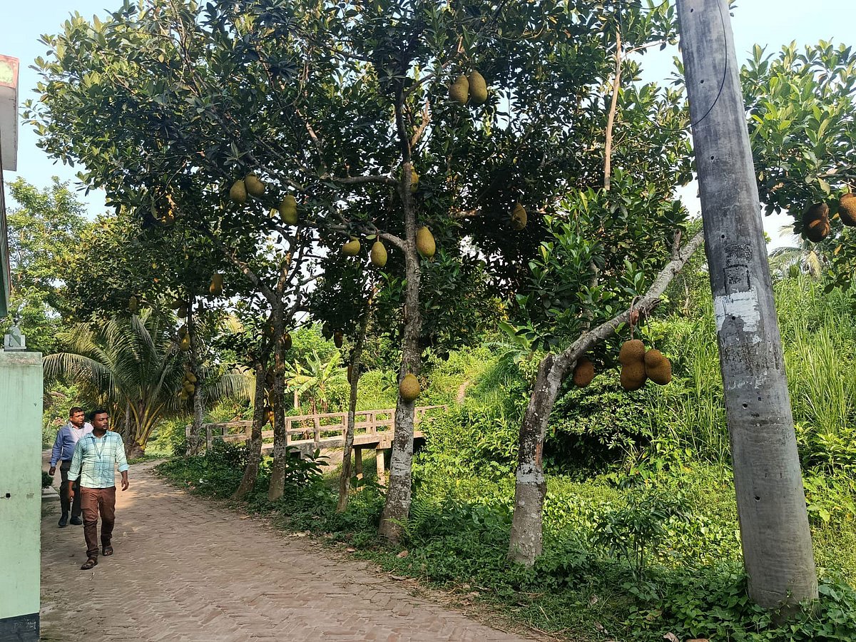 সড়কের পাশে গাছে গাছে ঝুলে আছে কাঁঠাল। রোববার সকালে চাঁদপুরের মতলব উত্তর উপজেলার নেদামদী গ্রামে