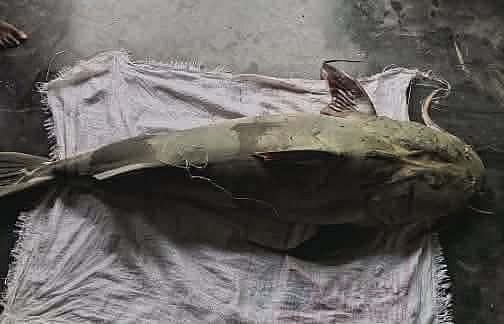 কুড়িগ্রামে ৫৫ কেজির বাগাড় প্রায় ৭৫ হাজার টাকায় বিক্রি