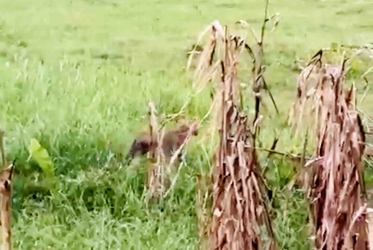 নাটোরে বাঘসদৃশ প্রাণীকে চলাফেরা করতে দেখে এলাকায় আতঙ্ক