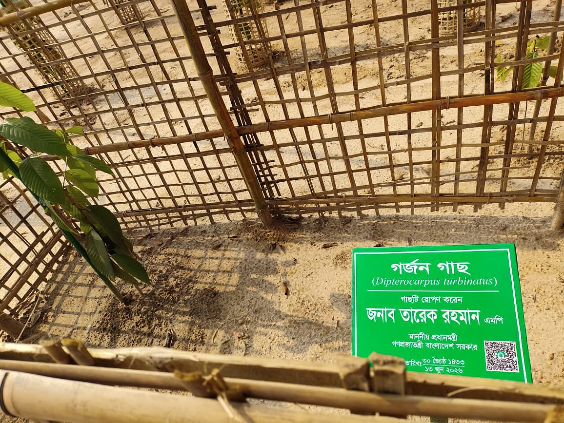 চকরিয়ার মালুমঘাটে প্রধানমন্ত্রী তারেক রহমানের রোপণ করা ঝুঁকিপূর্ণ প্রজাতির তেলি গর্জনের চারা