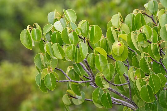 যে গাছের ছায়ায় দাঁড়ালে হতে পারে বিপদ