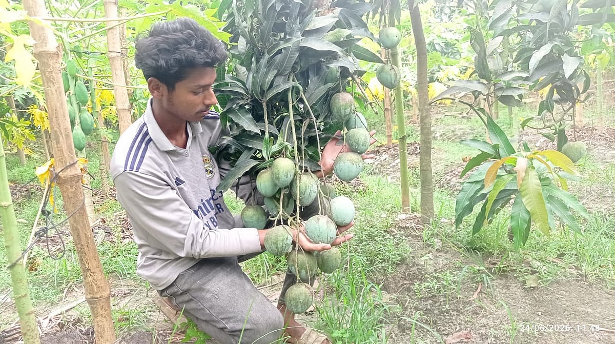 আমবাগানের পরিচর্যায় মো. ইমন। চাঁদপুরের মতলব দক্ষিণ উপজেলার উপাদী গ্রামে। গতকাল বুধবার দুপুরে