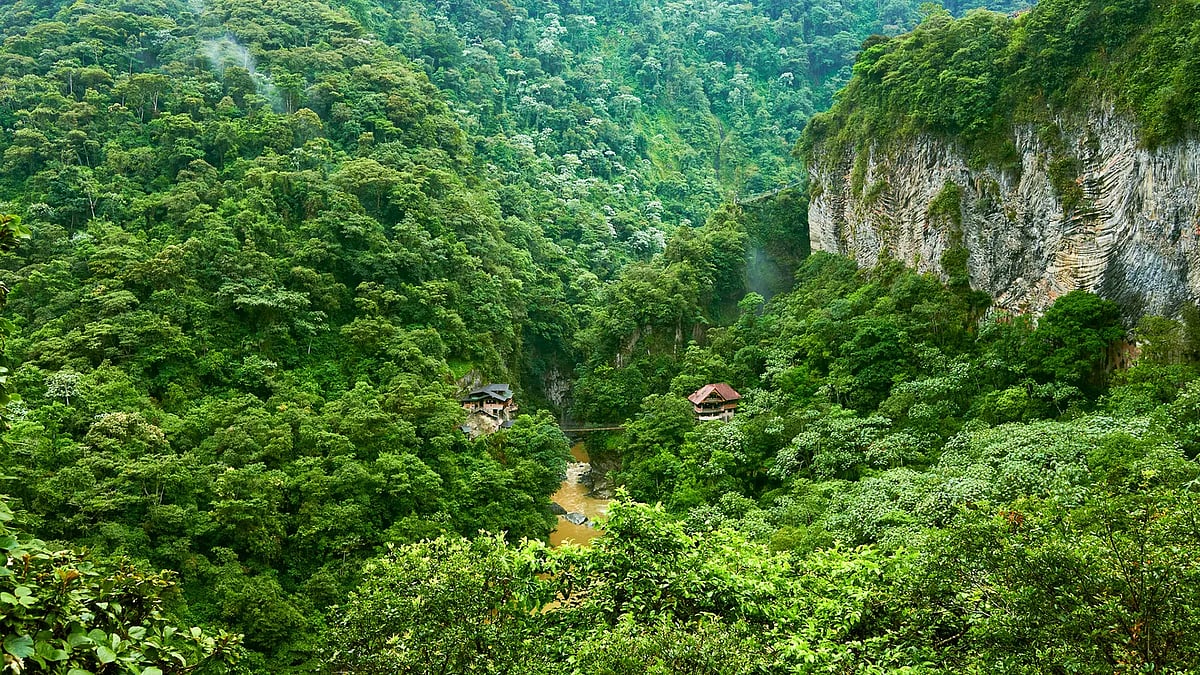 ১০০ বছর পর আমাজন বন দেখতে কেমন হবে