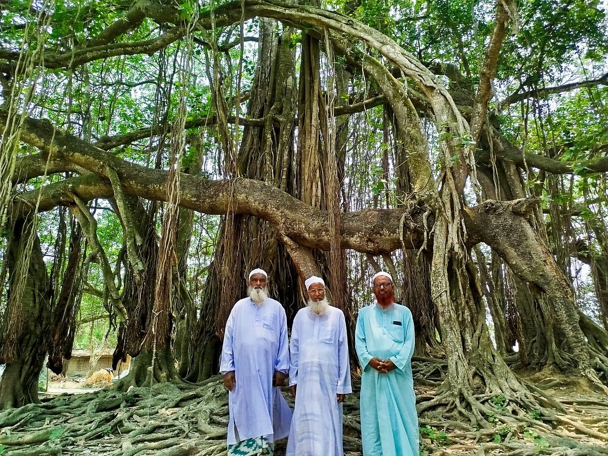 তিনজনের বাধায় বেঁচে গেল ‘৫০০ বছর’ বয়সী বটগাছ