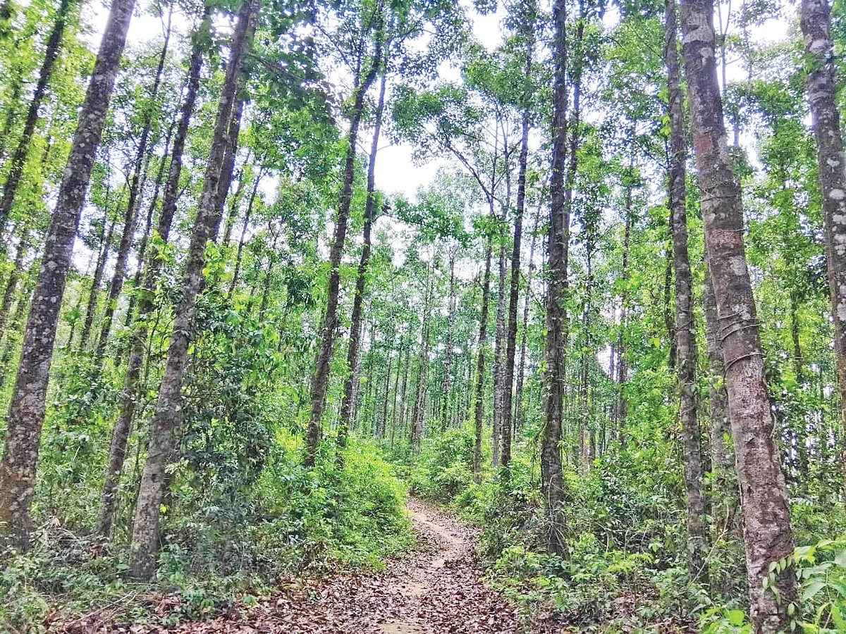 কক্সবাজারের চকরিয়া উপজেলার মধুশিয়ায় এই গর্জনবনের ভেতর দিয়ে সড়ক করতে চায় এলজিইডি। গত শনিবারের ছবি