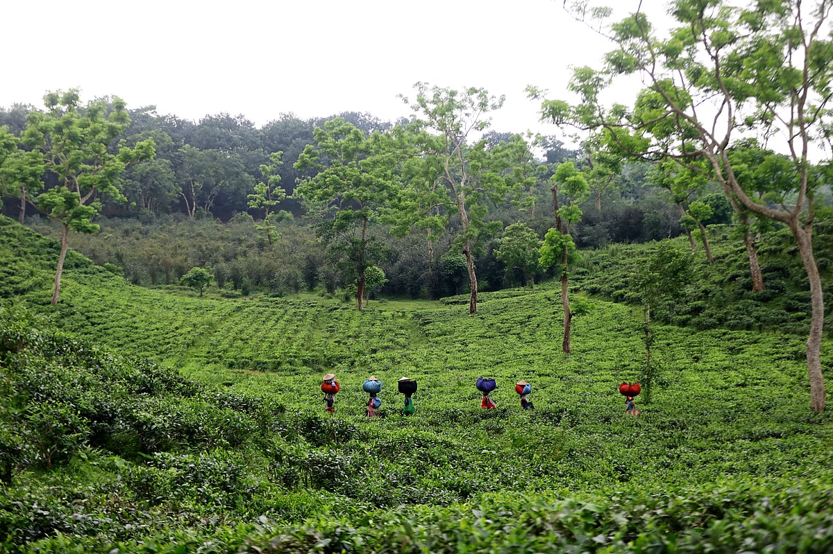 আপনমনে চা-পাতা তুলছেন নারী শ্রমিক