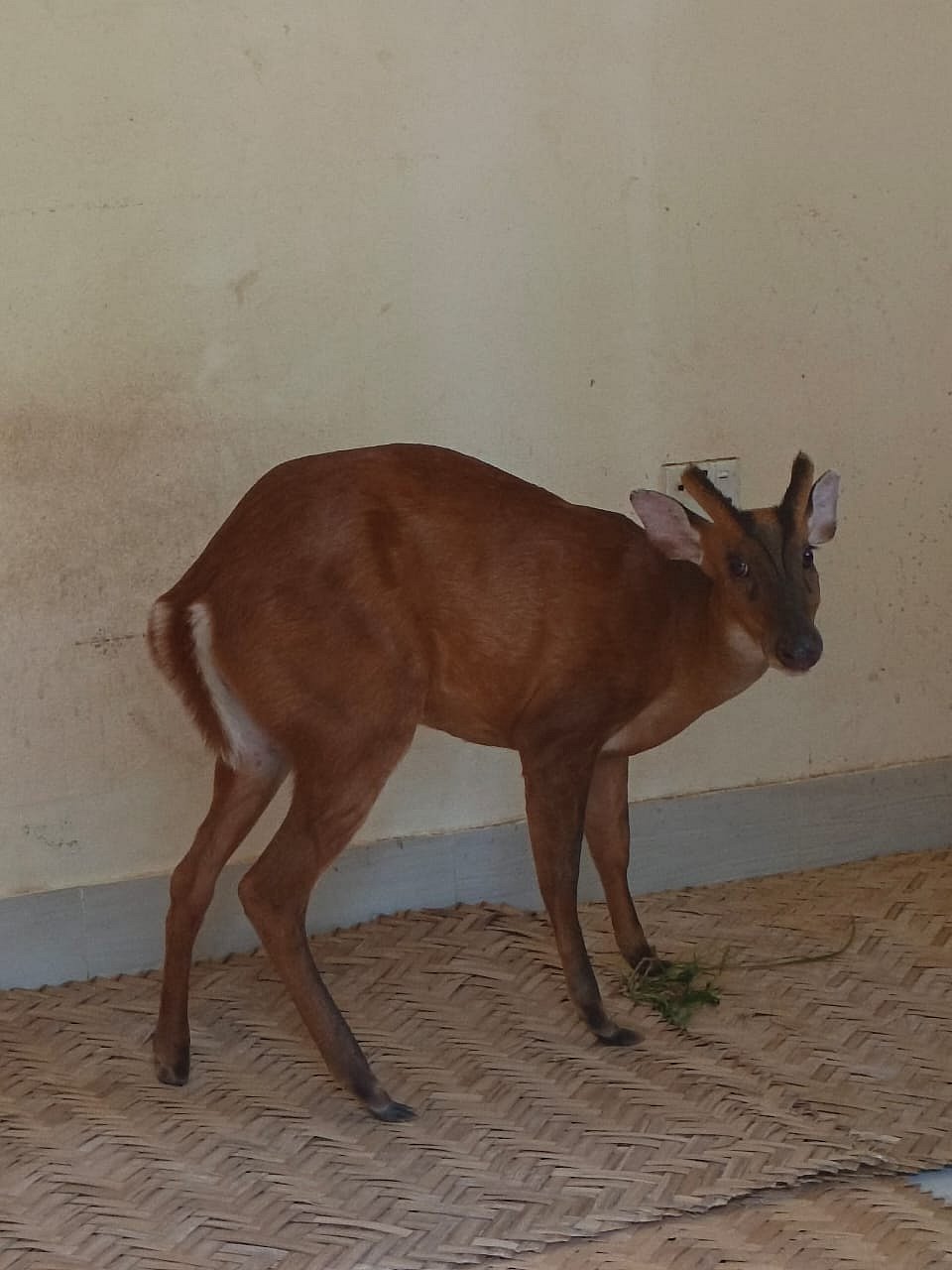 বন বিভাগের উদ্ধার করা মায়া হরিণ