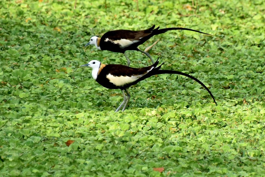রাজশাহী বিশ্ববিদ্যালয়ের পুকুরে নেউ-পিপি বা জলময়ূরের সংসার