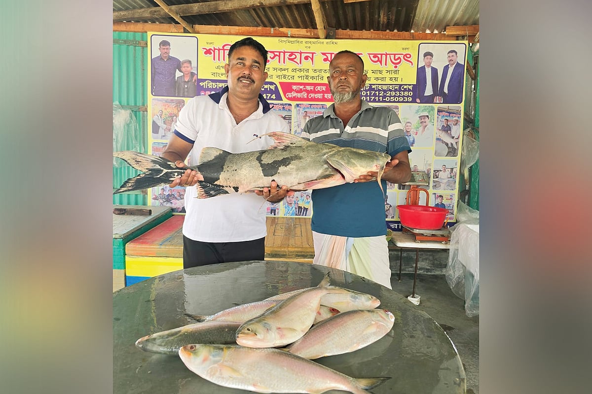পদ্মা-যমুনার মোহনায় জেলের জালে ২০ কেজির মহাবিপন্ন বাগাড়, ৩৮ হাজারে বিক্রি