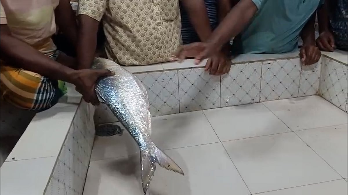 মেঘনায় ধরা পড়ল ২ কেজি ৪০০ গ্রামের ‘রাজা ইলিশ’