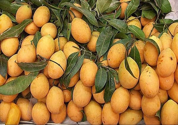 বাংলাদেশের বুনো আম বালাম কোথায় পাওয়া যায়