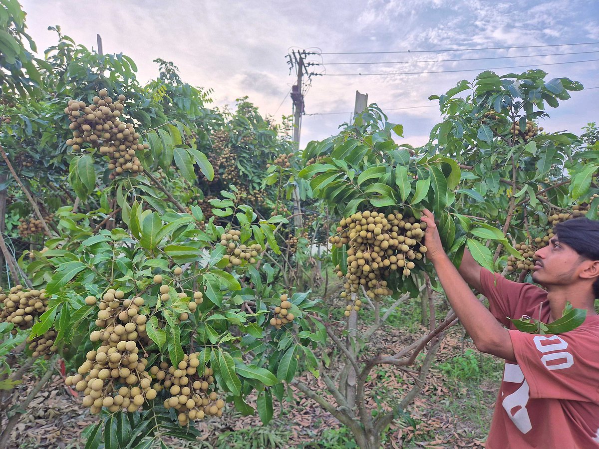 চাঁদপুরে এক বাগানেই ২২ জাতের বিদেশি লংগানের বাম্পার ফলন