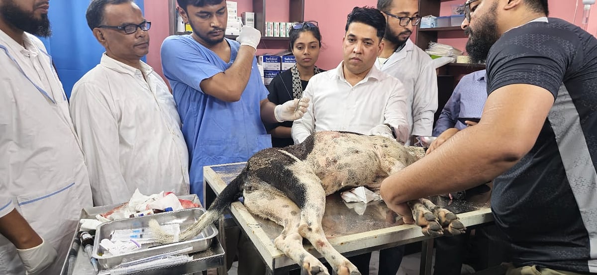 বগুড়ায় উপজেলা প্রাণিসম্পদ কর্মকর্তা মো. রায়হানের নেতৃত্বে গুরুতর জখমের শিকার কুকুরের অস্ত্রোপচার করা হয়। গতকাল তোলা