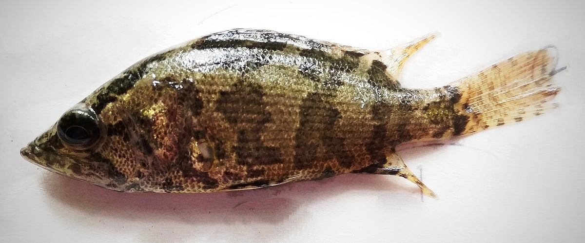 মেনি মাছ কি সত্যিই কাদা খায়