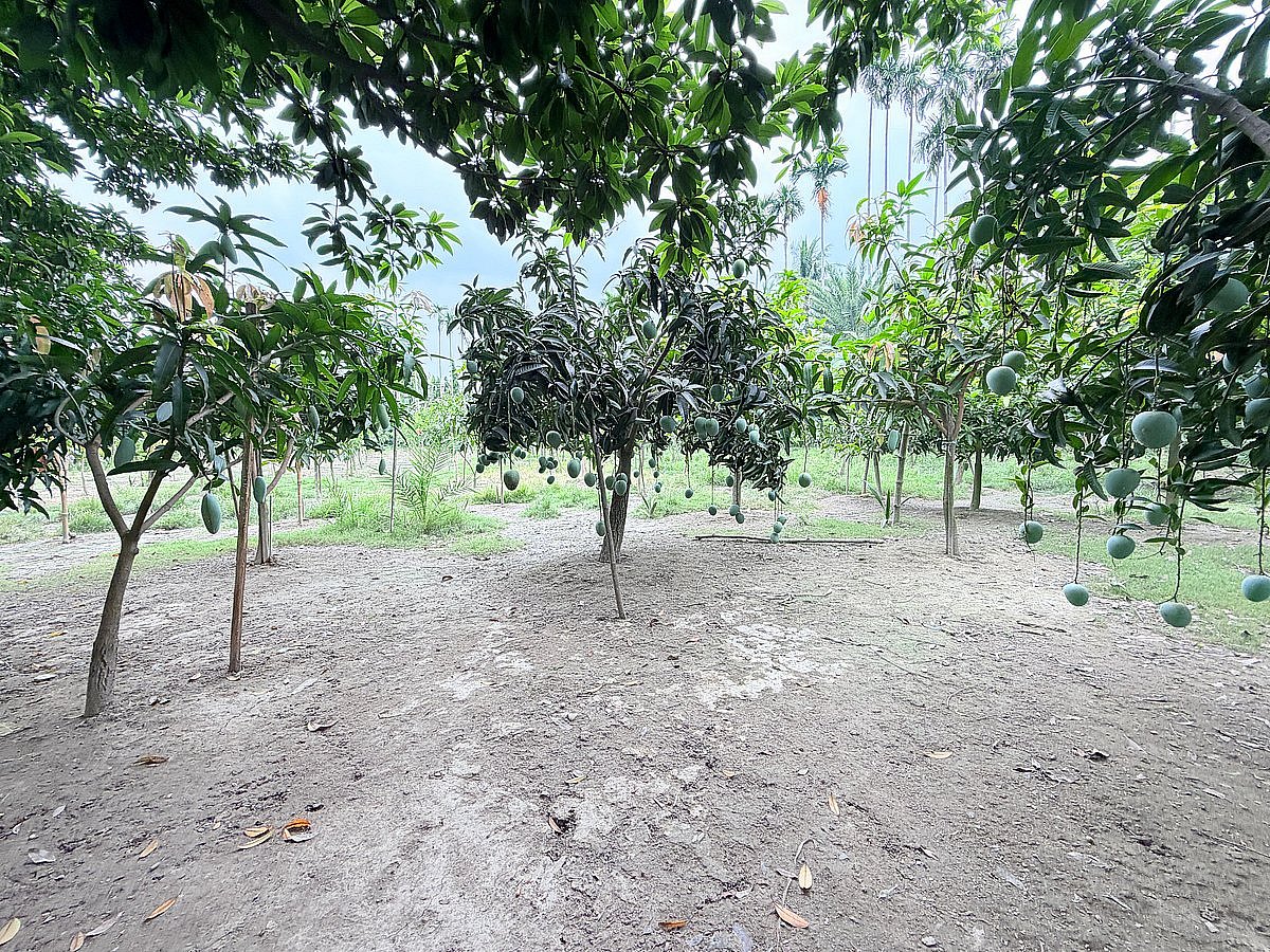 আব্দুল্লাহ মো. হোসেন মাসুদের আমবাগান। বাগানটিতে রয়েছে ৭৫ জাতের আম। যশোর সদর উপজেলার ধর্মতলা এলাকায়