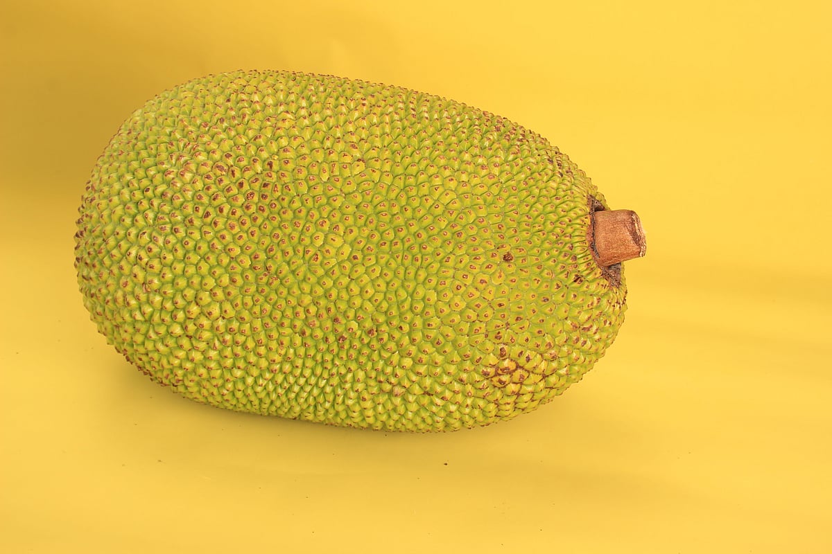 আজ কাঁঠাল দিবস