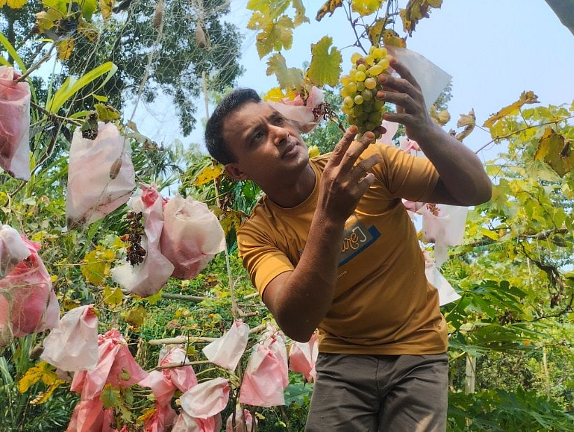 আঙুর চাষে সফলতা পেয়েছেন কৃষক জুয়েল মিয়া। বৃহস্পতিবার দুপুরে গাইবান্ধার সাদুল্লাপুর উপজেলার ইদিলপুর ইউনিয়নের যুগিবাড়ি গ্রামে