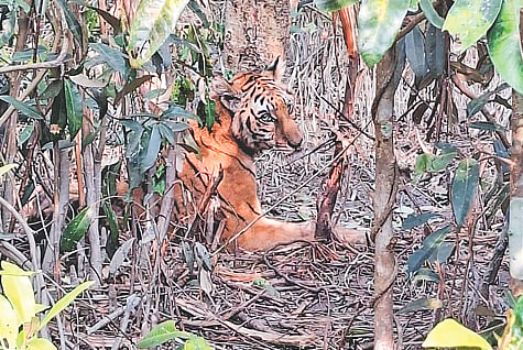 এ বছরের জানুয়ারির শুরুর দিকে শিকারিদের ফাঁদে আটকে পড়া বাঘিনীকে সুন্দরবন থেকে উদ্ধার করা হয়