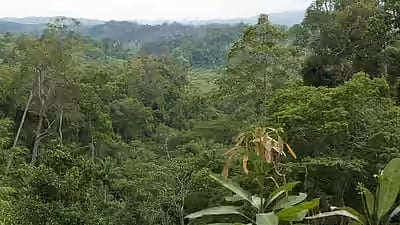 রেইনফরেস্ট নিয়ে নতুন তথ্য