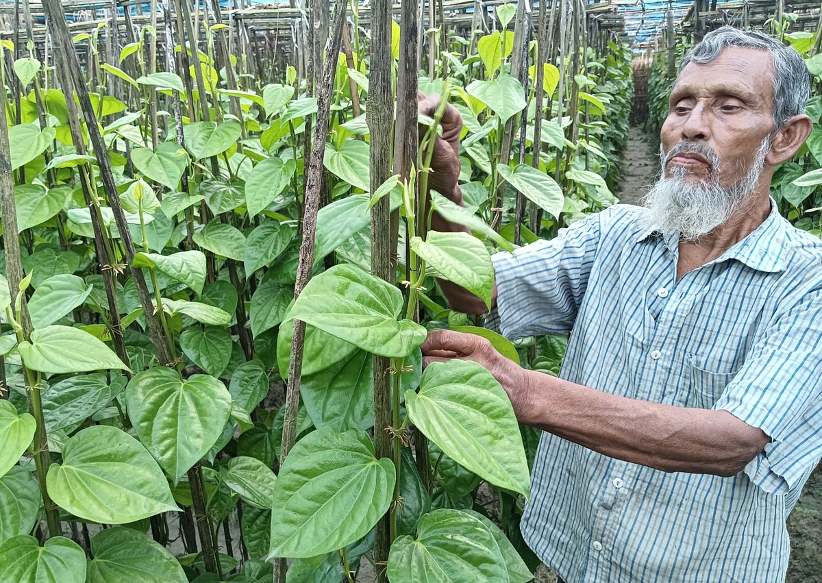 ধান ছেড়ে পান চাষ, রংপুরের এই গ্রামে বাড়ছে কৃষকের আয়
