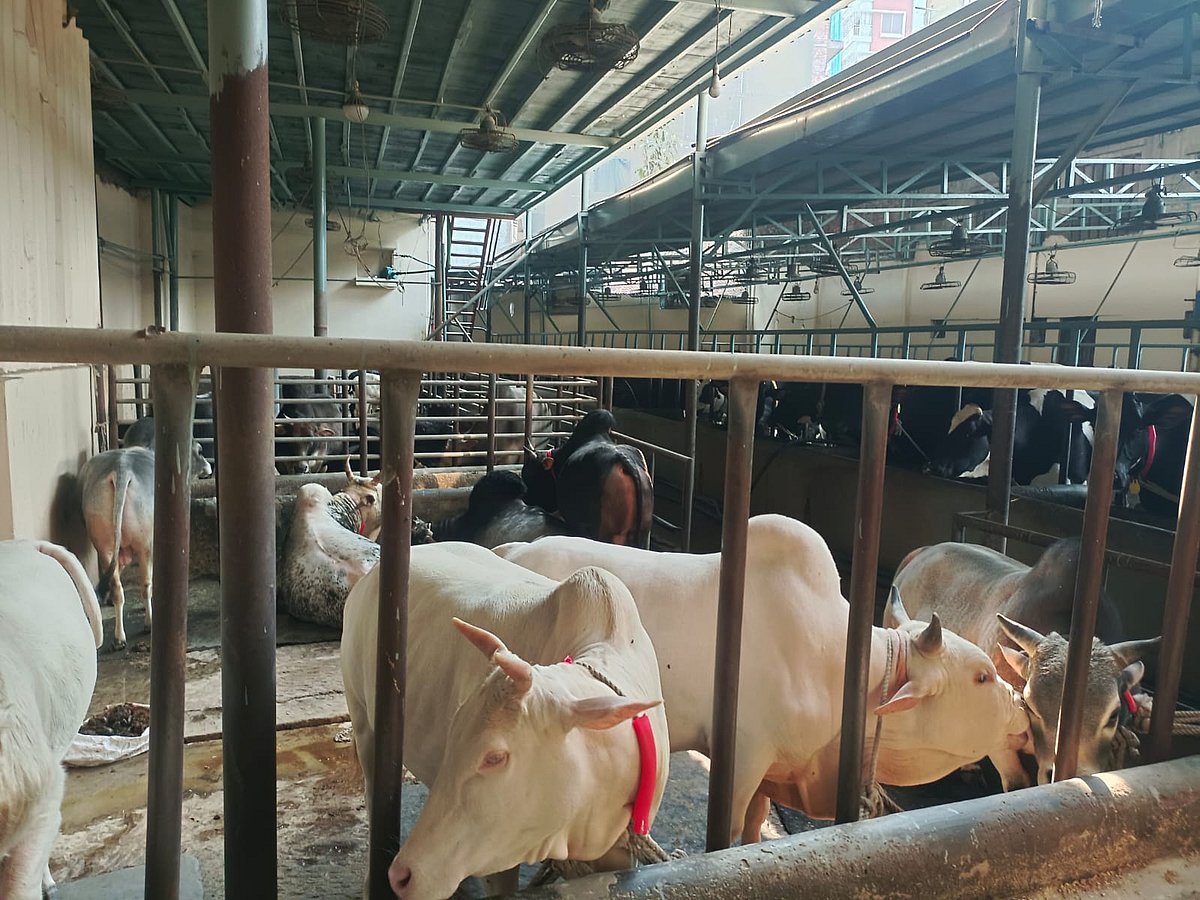 সাদিক অ্যাগ্রোর খামারে চোরাই পথে আনা ‘ভুট্টি’ গরু
