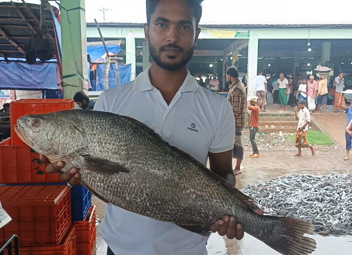পটুয়াখালীতে জেলের জালে প্রায় ৮ কেজি ওজনের একটি ‘কালো পোয়া’ মাছ ধরা পড়েছে। গতকাল রোববার