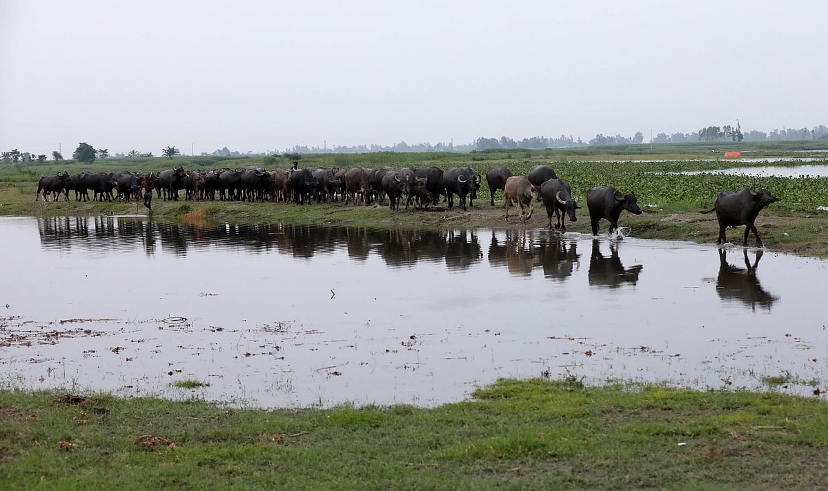 যমুনার চরে মহিষের বাথান